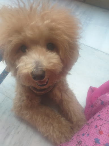 Puppy photographed during a visit to ADORABLES Pet Clinic