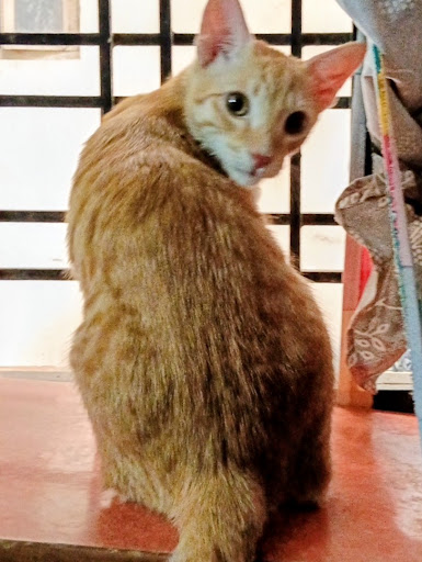 Kitty, photographed by pet parent Gayathri Miryala