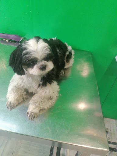 A small dog during a clinic visit, shared by reviewer Vin Meiphok